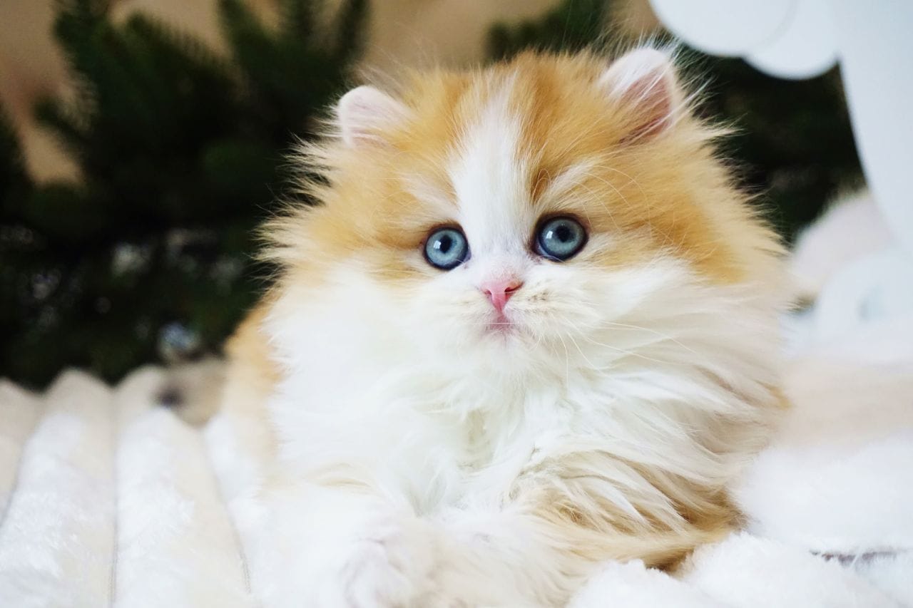 WhatsApp Image 2025-12-22 at 13.26.23 (2)