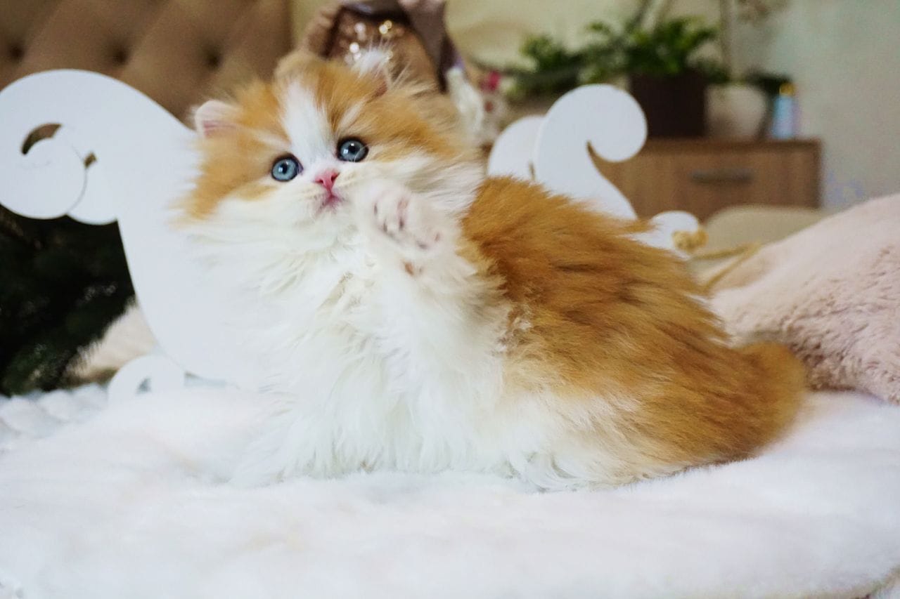 WhatsApp Image 2025-12-22 at 13.26.23