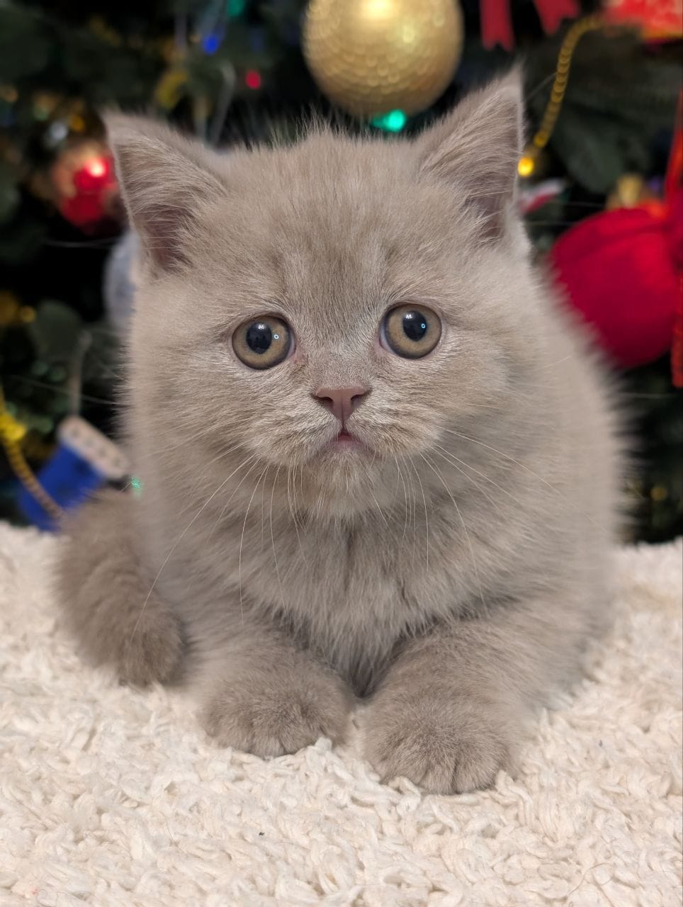 WhatsApp Image 2025-12-28 at 23.11.44 (3)