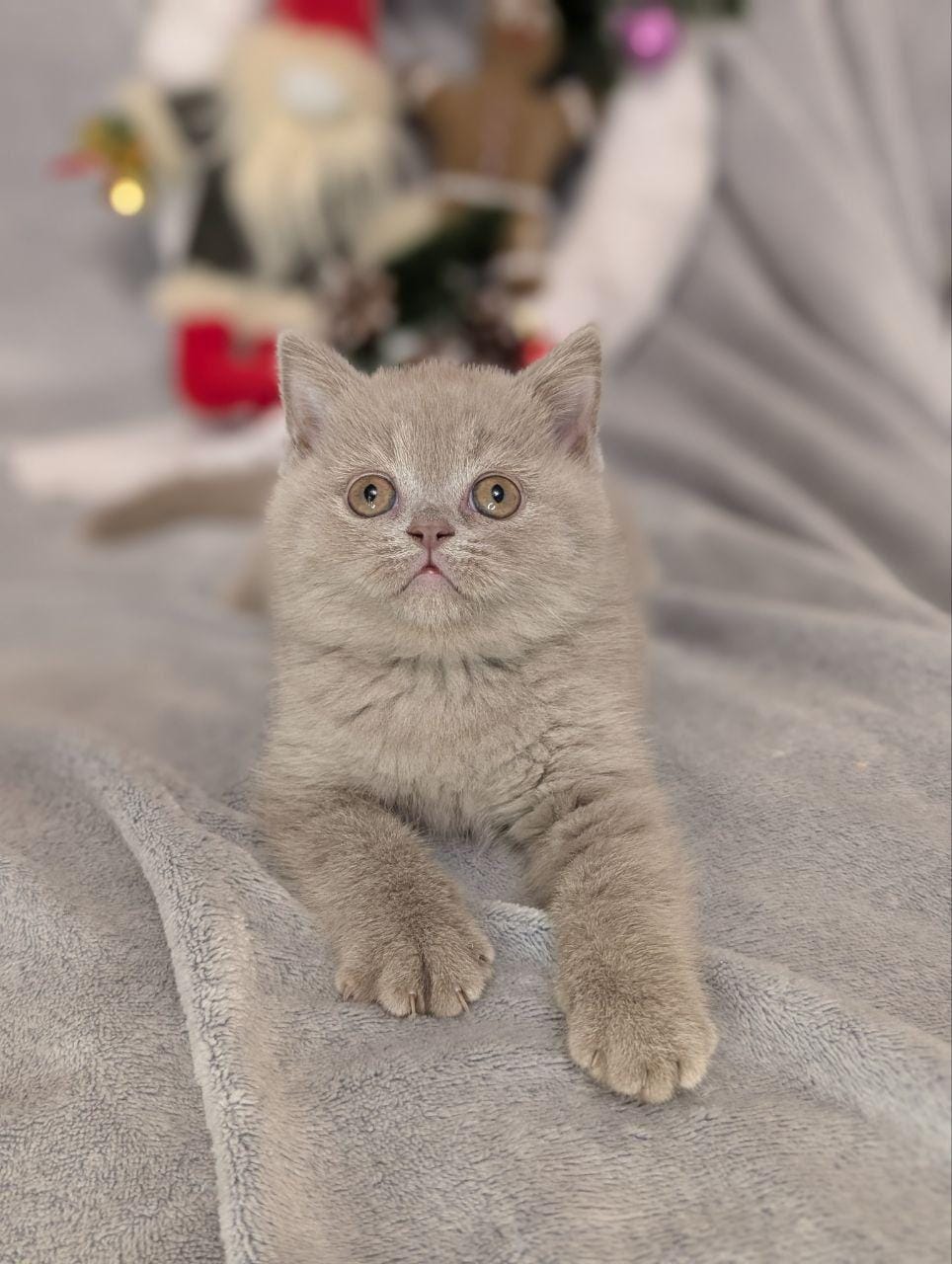 WhatsApp Image 2025-12-28 at 23.11.44 (4)