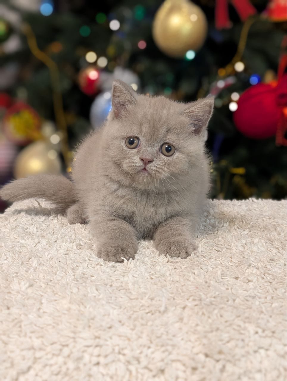 WhatsApp Image 2025-12-28 at 23.11.44 (5)