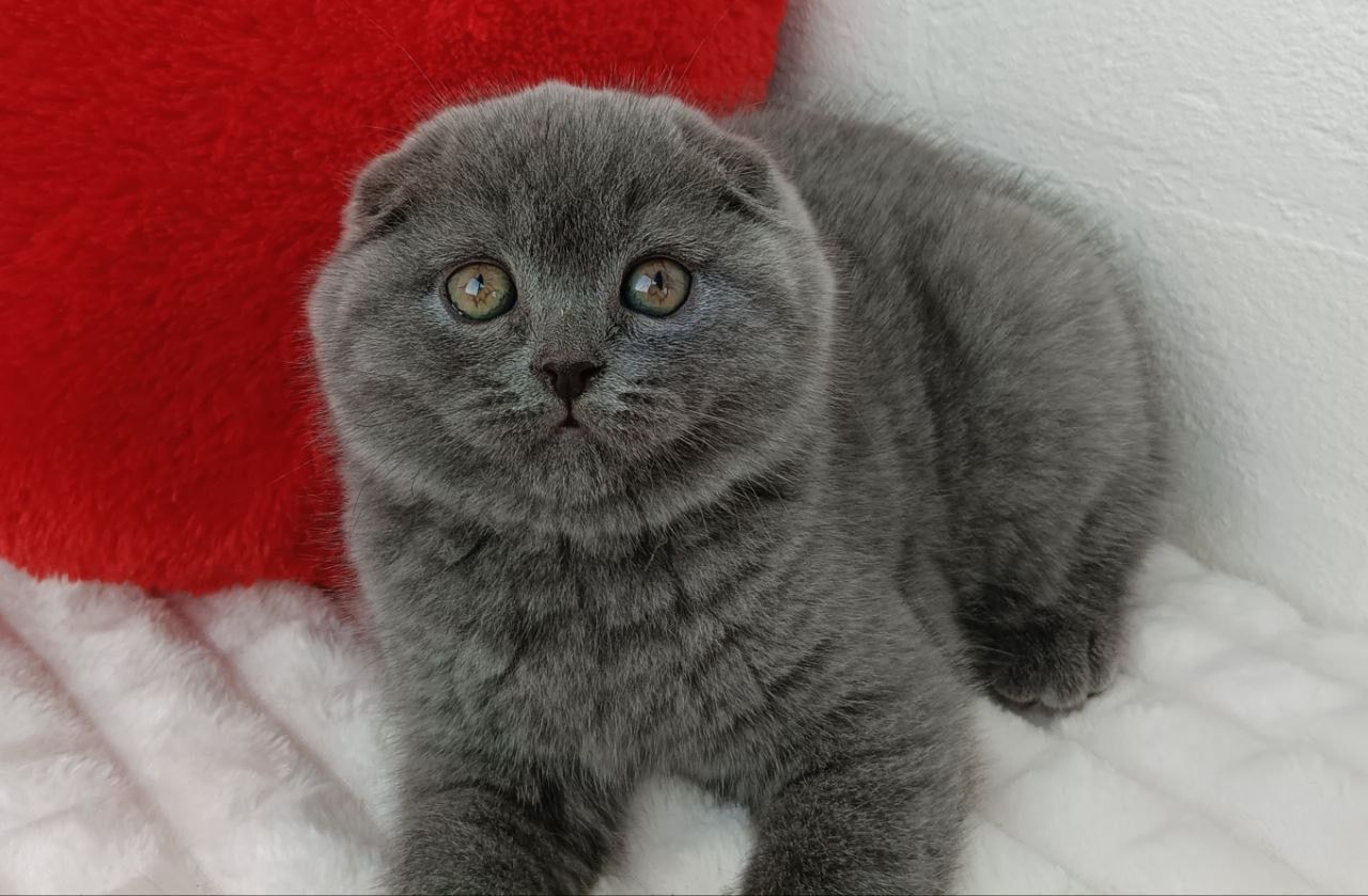 scottish fold