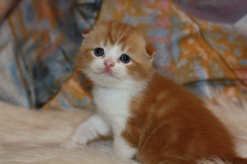 WhatsApp Image 2026-01-11 at 21.50.12 (3) scottish