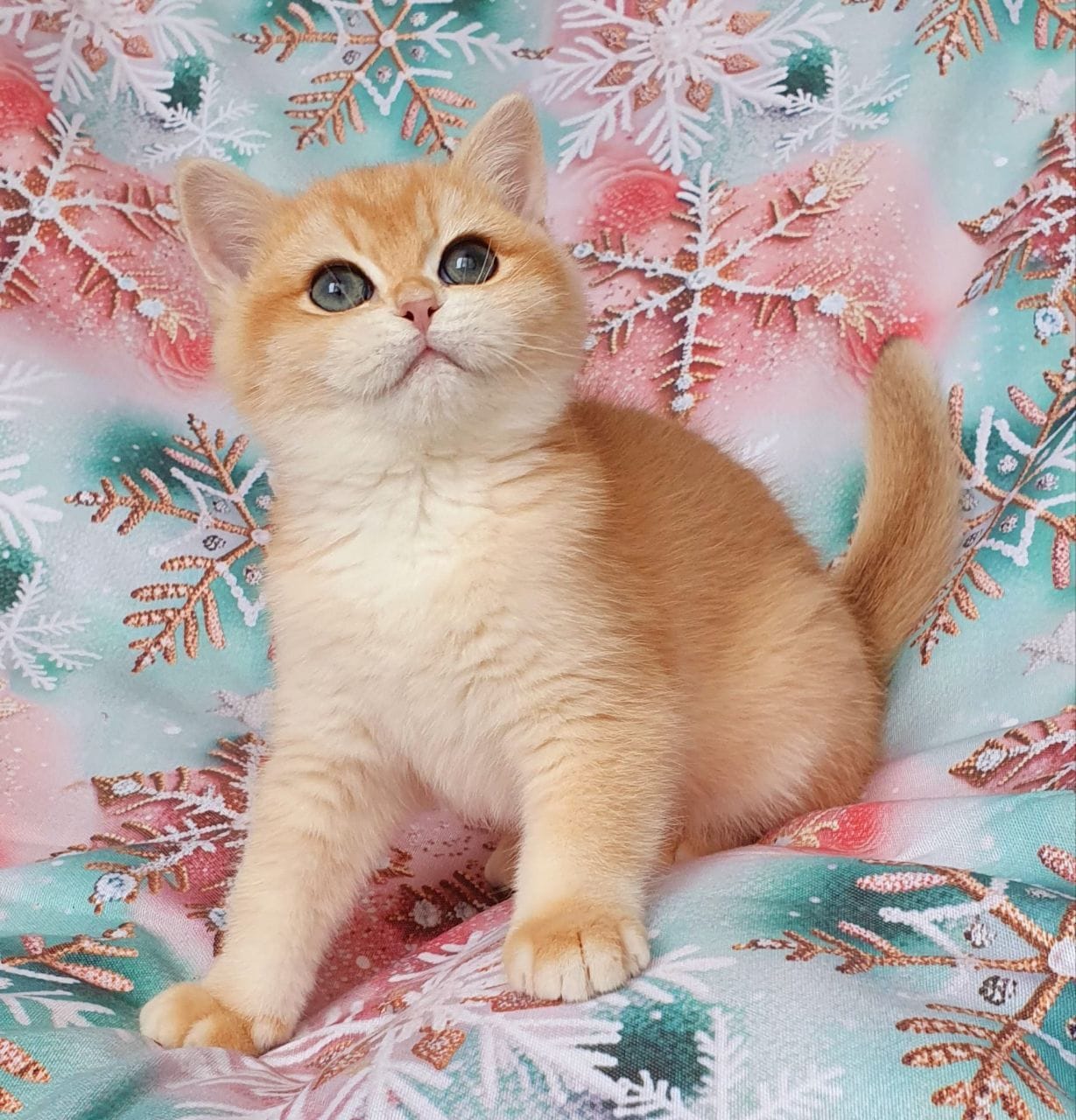 WhatsApp Image 2026-01-11 at 21.52.14