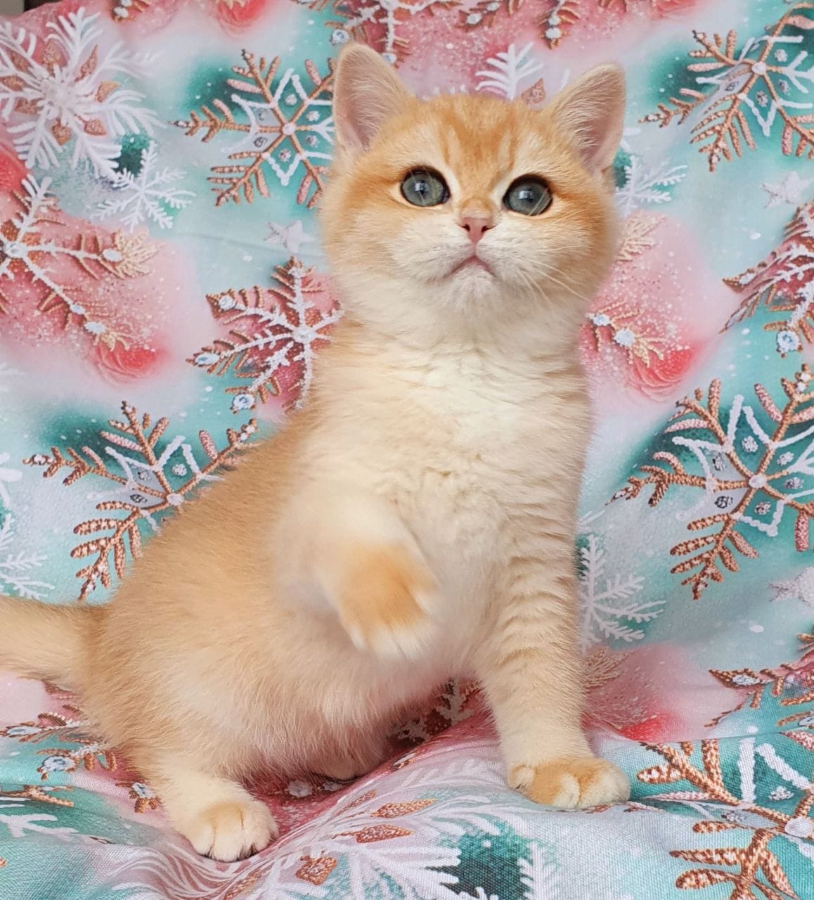 WhatsApp Image 2026-01-11 at 21.52.15 (1) british