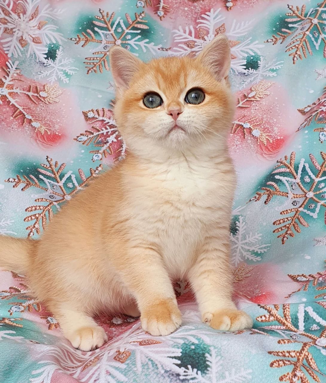 WhatsApp Image 2026-01-11 at 21.52.15 (2)