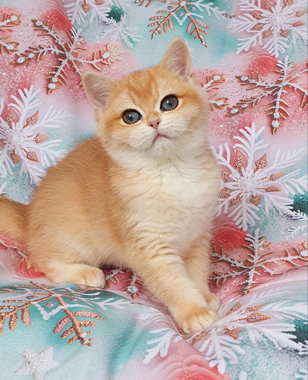 WhatsApp Image 2026-01-11 at 21.52.15