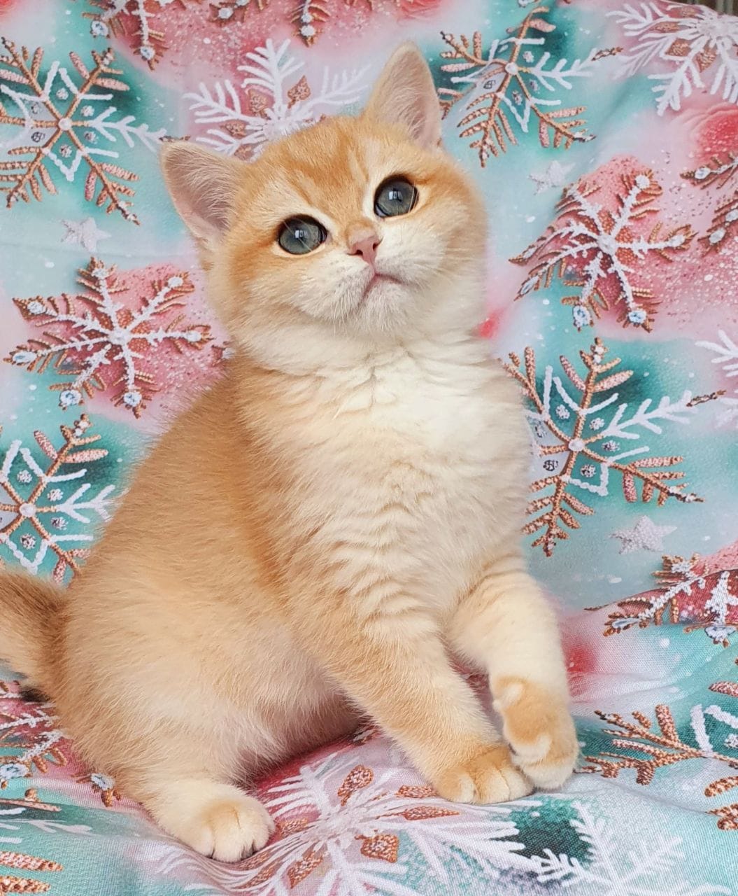 WhatsApp Image 2026-01-11 at 21.52.16 (1)