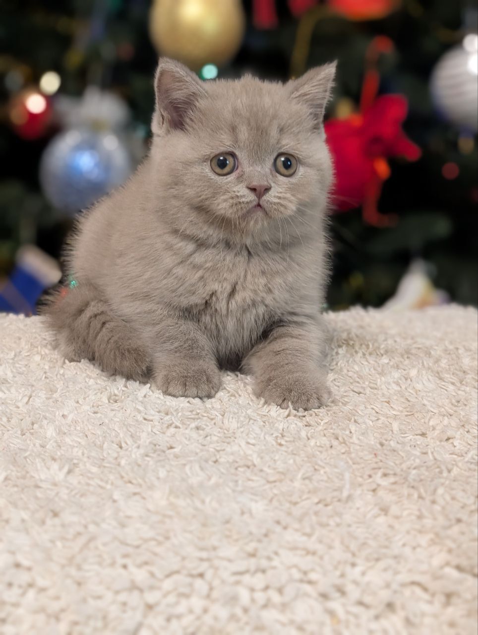 WhatsApp Image 2026-01-11 at 21.58.23