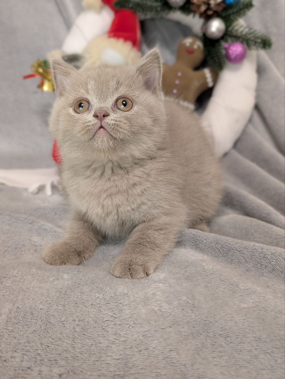 WhatsApp Image 2026-01-11 at 21.58.24 (1)