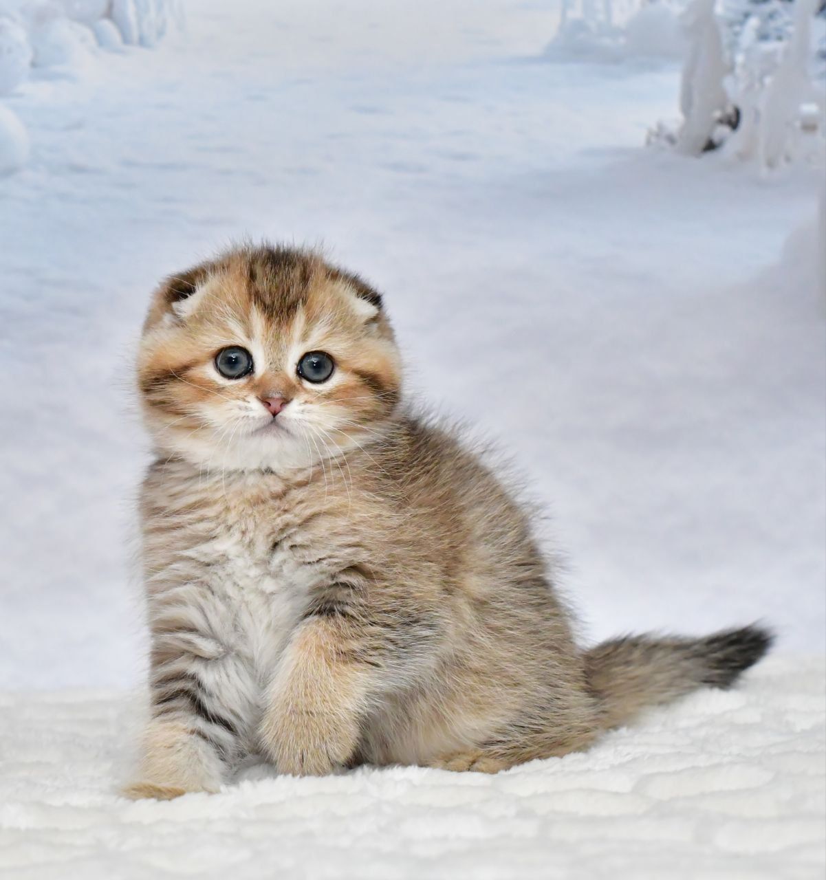 WhatsApp Image 2026-01-13 at 12.19.57