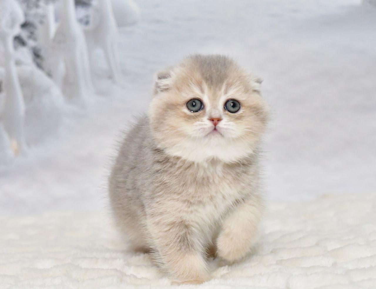 scottish fold