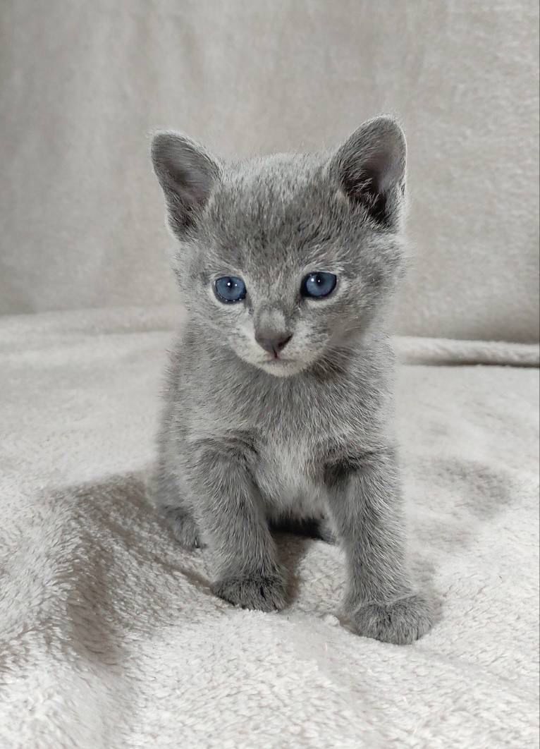 russian blue