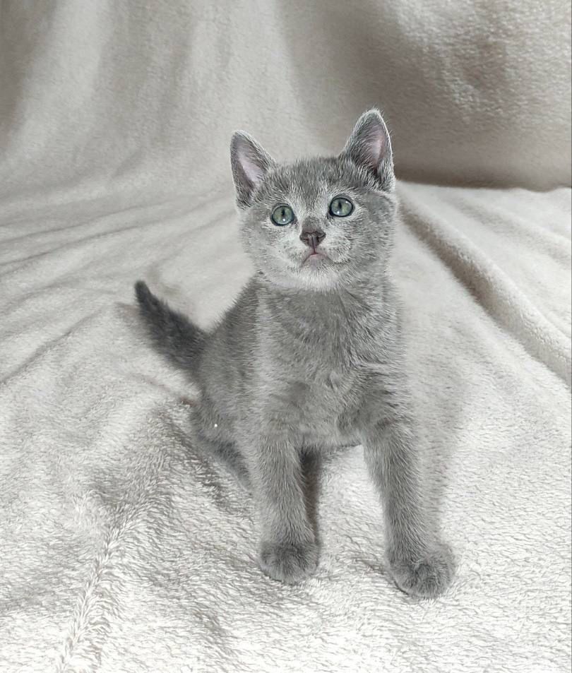 russian blue