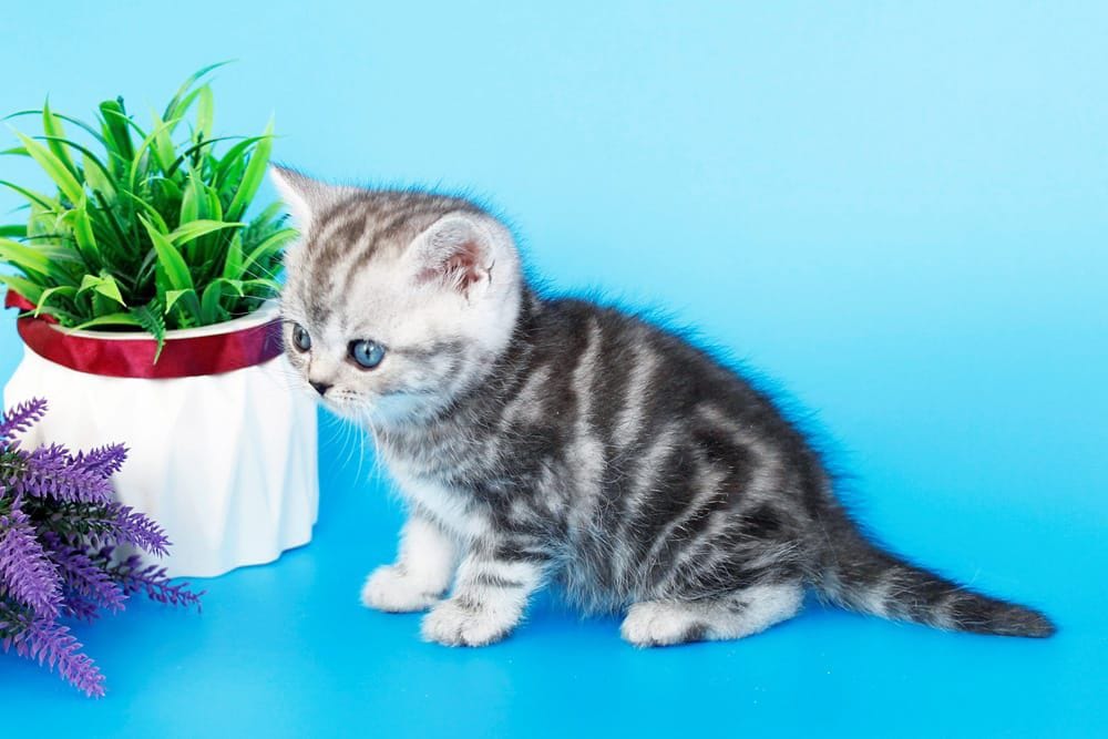 WhatsApp Image 2026-02-06 at 16.26.18 (1)