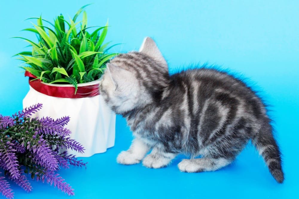 WhatsApp Image 2026-02-06 at 16.26.18 (2)