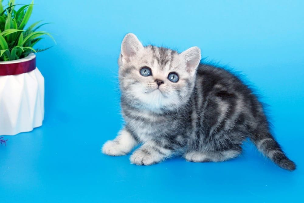 WhatsApp Image 2026-02-06 at 16.26.18