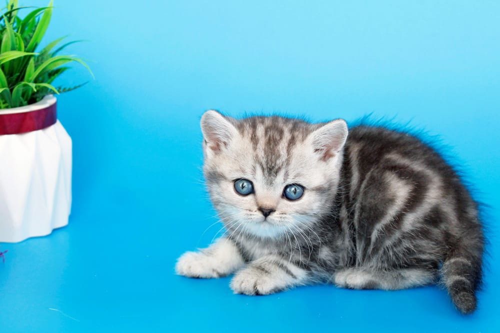 WhatsApp Image 2026-02-06 at 16.26.19