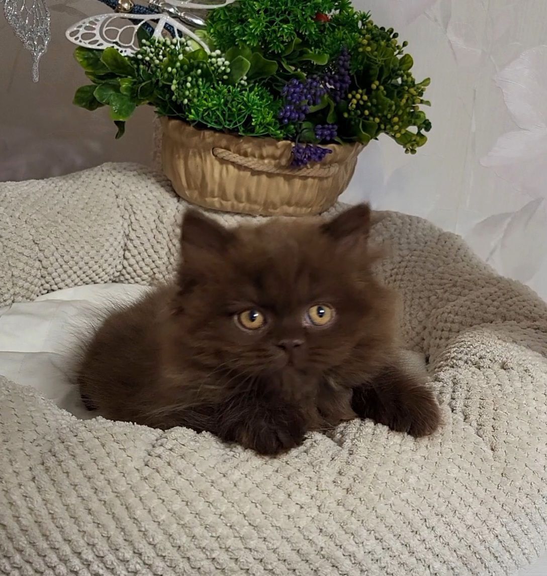 WhatsApp Image 2026-02-06 at 16.34.01