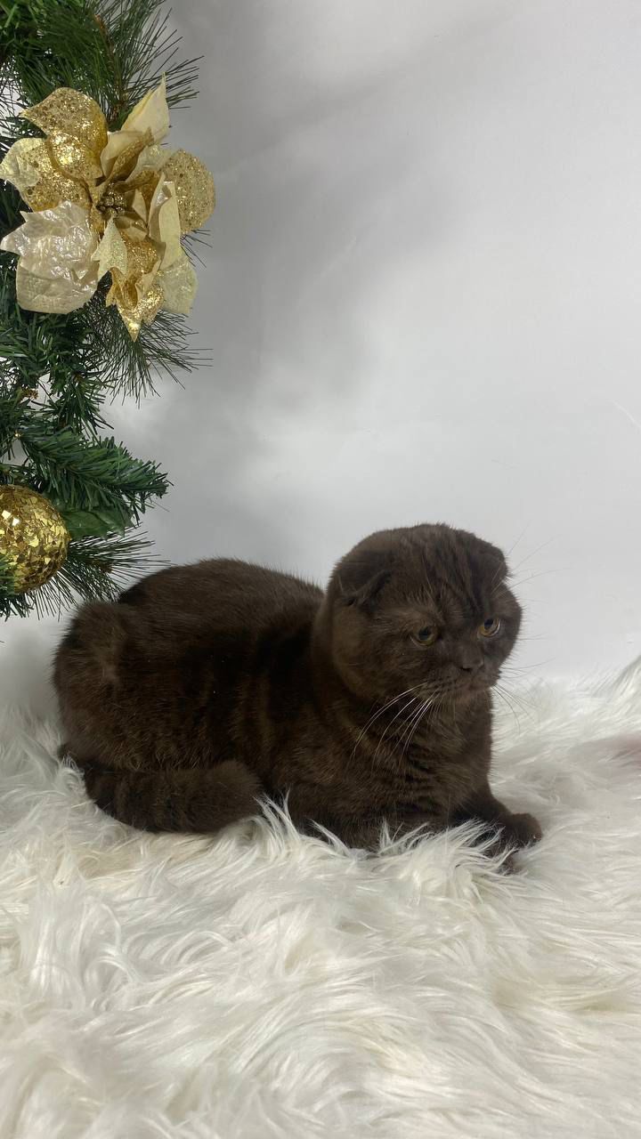 WhatsApp Image 2026-02-06 at 16.36.12 (1)