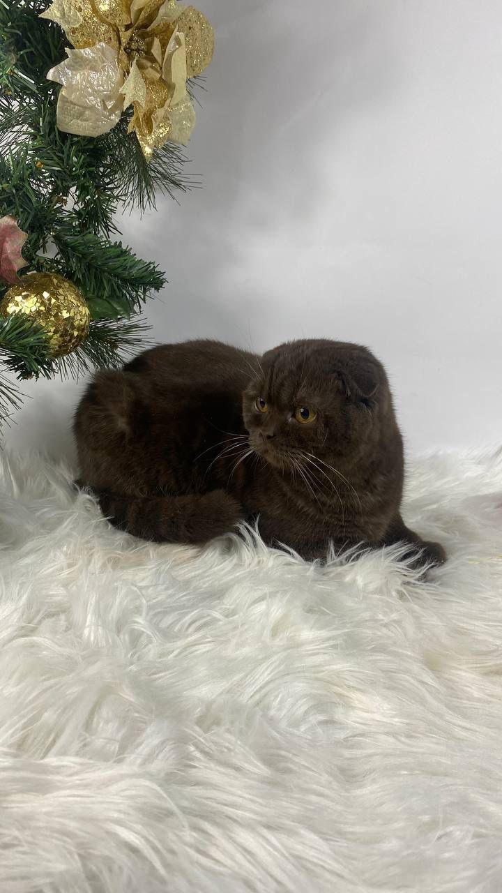 WhatsApp Image 2026-02-06 at 16.36.12 (2)