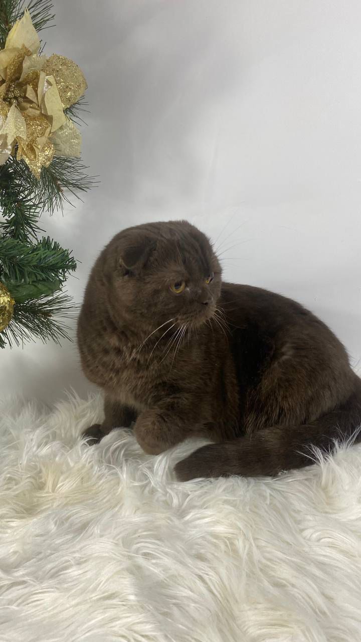 WhatsApp Image 2026-02-06 at 16.36.12