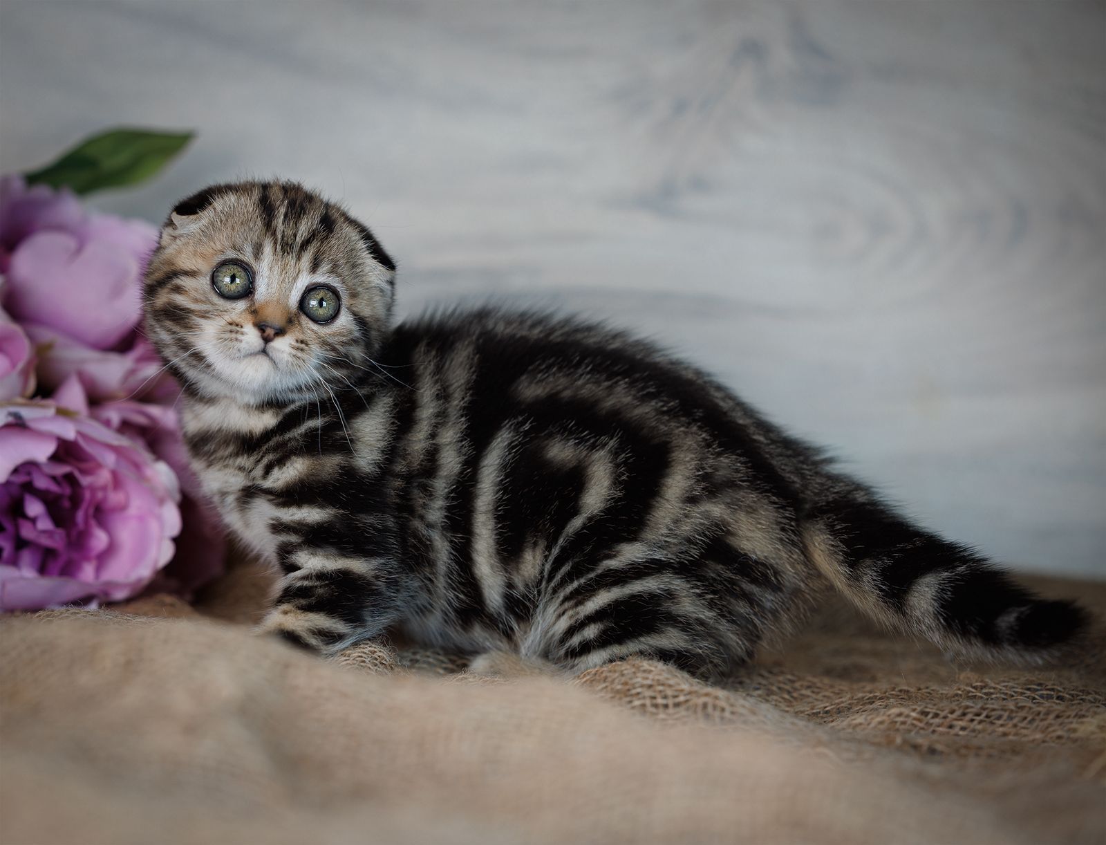 WhatsApp Image 2026-02-06 at 16.38.50