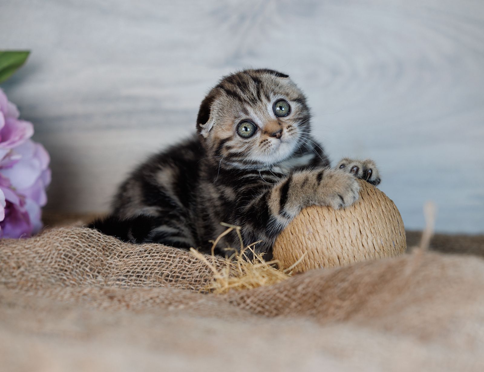 WhatsApp Image 2026-02-06 at 16.38.51 (2)