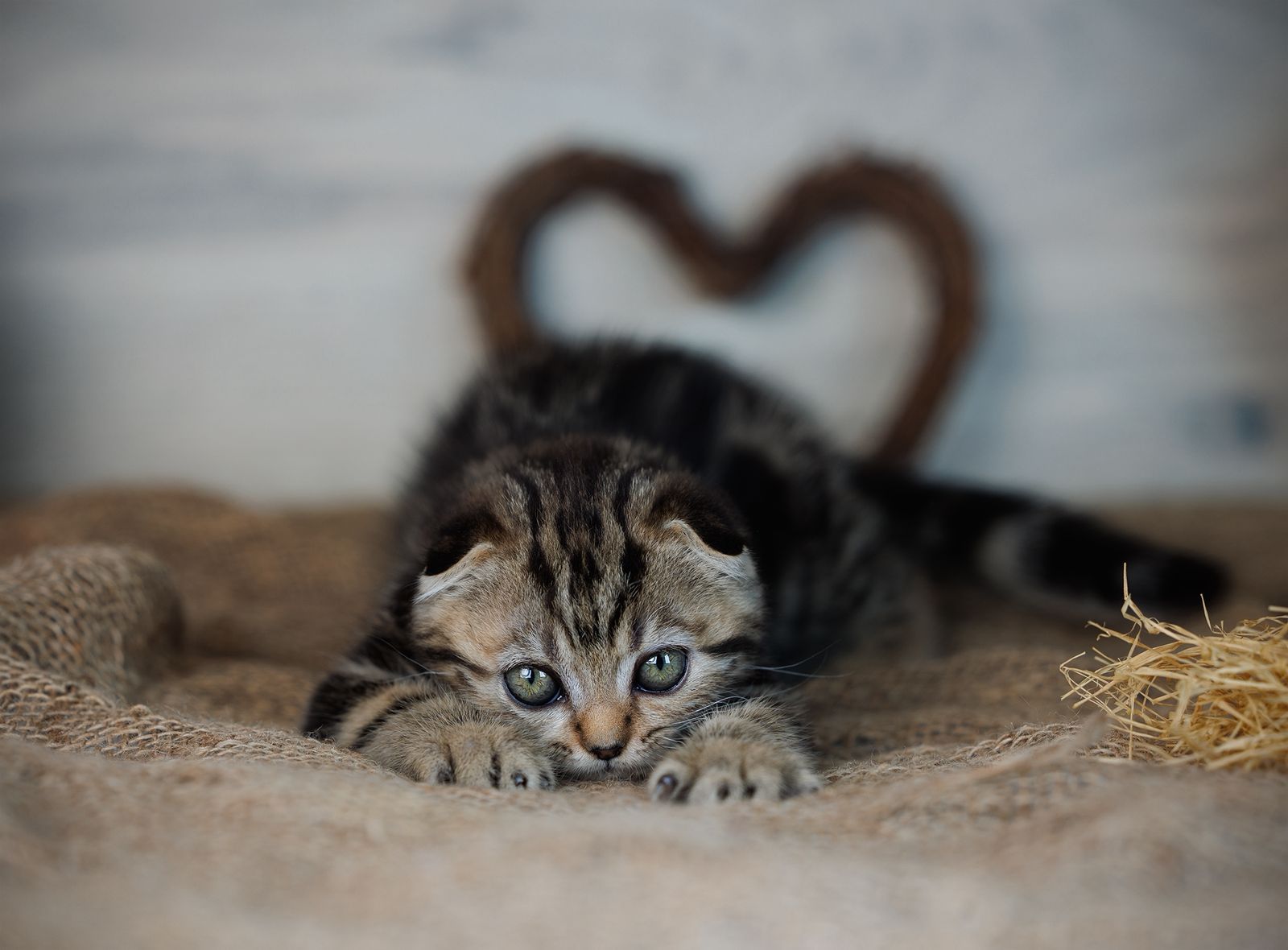 WhatsApp Image 2026-02-06 at 16.38.51