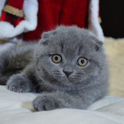 WhatsApp Image 2026-02-06 at 16.40.05 (1)