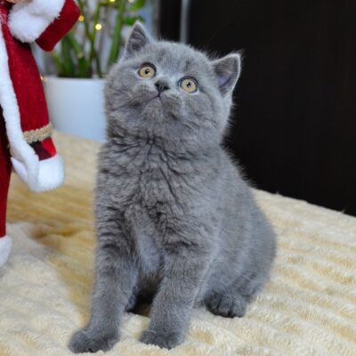 WhatsApp Image 2026-02-06 at 16.42.18 (3)