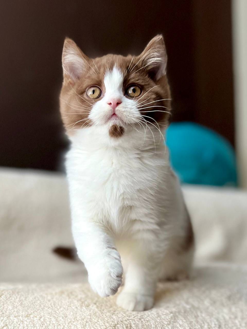 WhatsApp Image 2026-02-06 at 16.43.34 (1) british