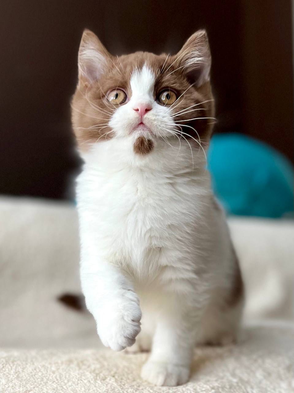 WhatsApp Image 2026-02-06 at 16.43.34