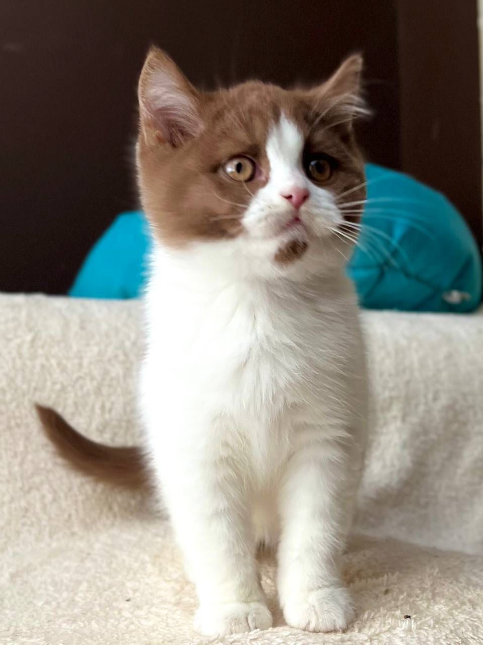 WhatsApp Image 2026-02-06 at 16.43.35 (2)