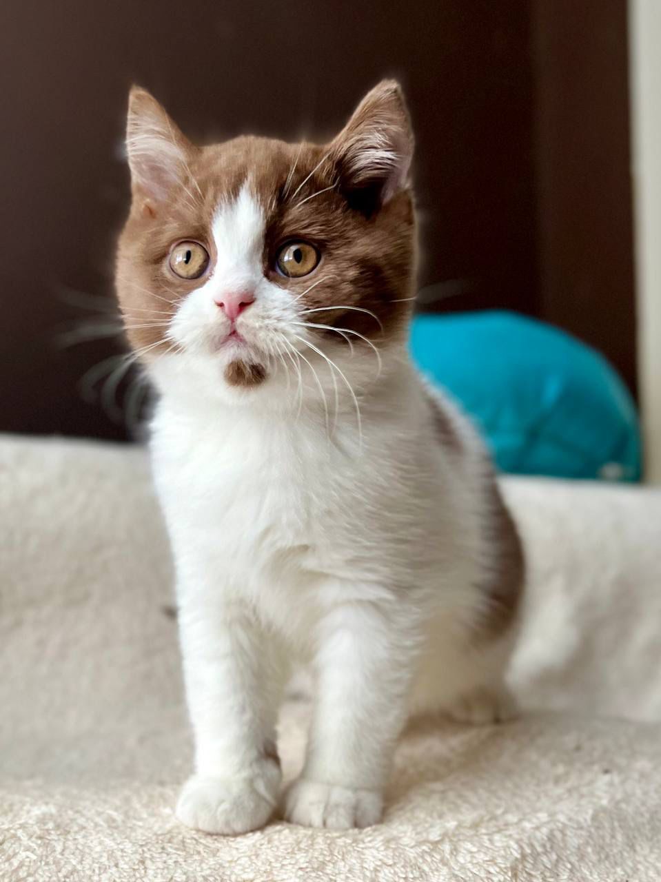 WhatsApp Image 2026-02-06 at 16.43.35