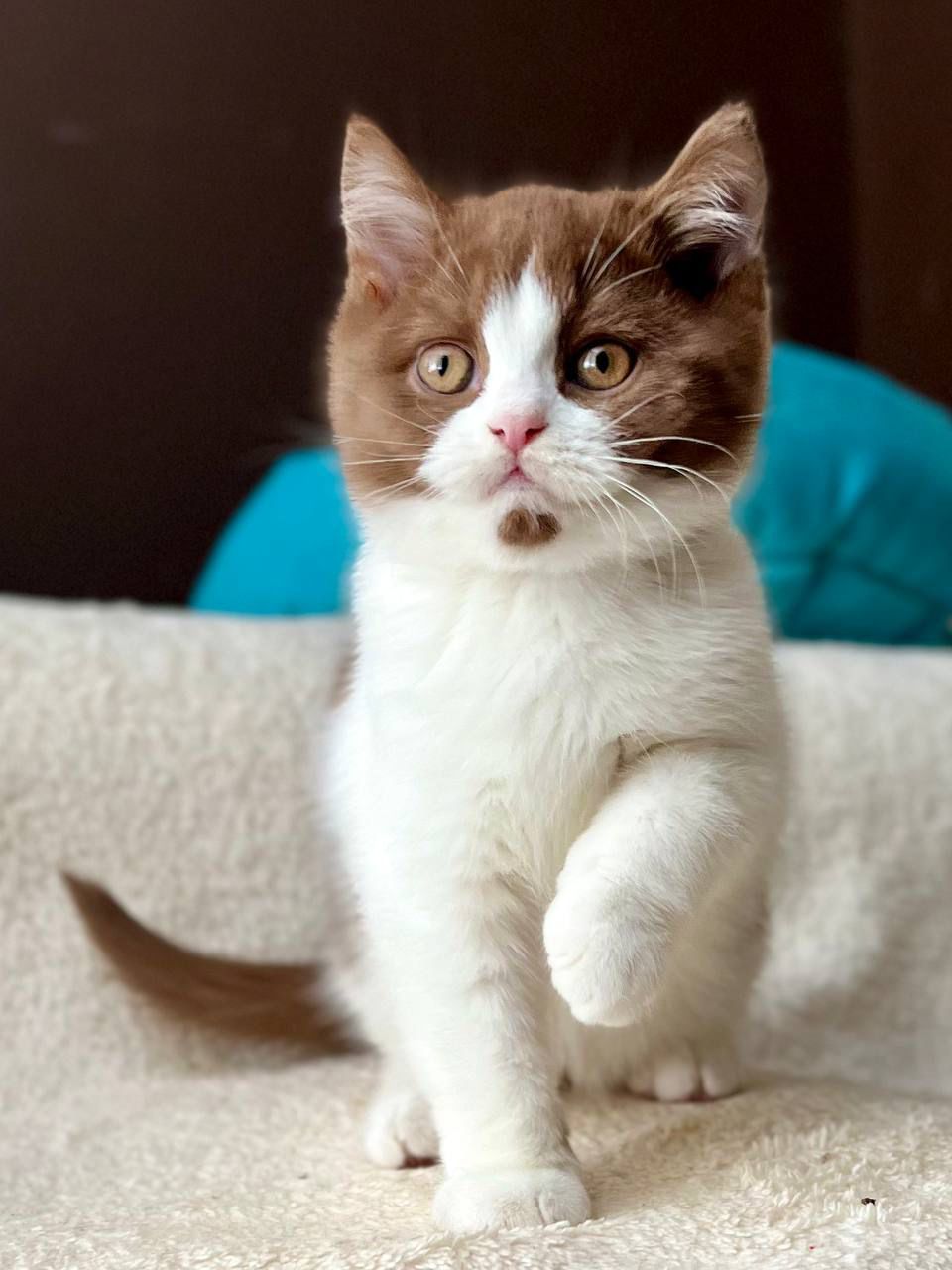 WhatsApp Image 2026-02-06 at 16.43.36