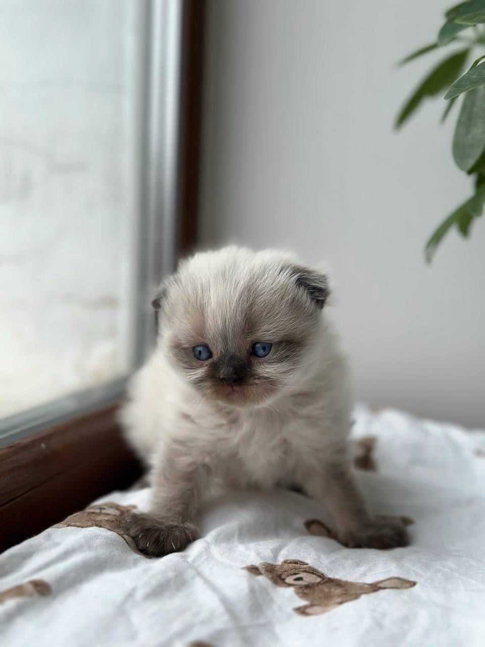 WhatsApp Image 2026-02-13 at 13.07.05 (5)