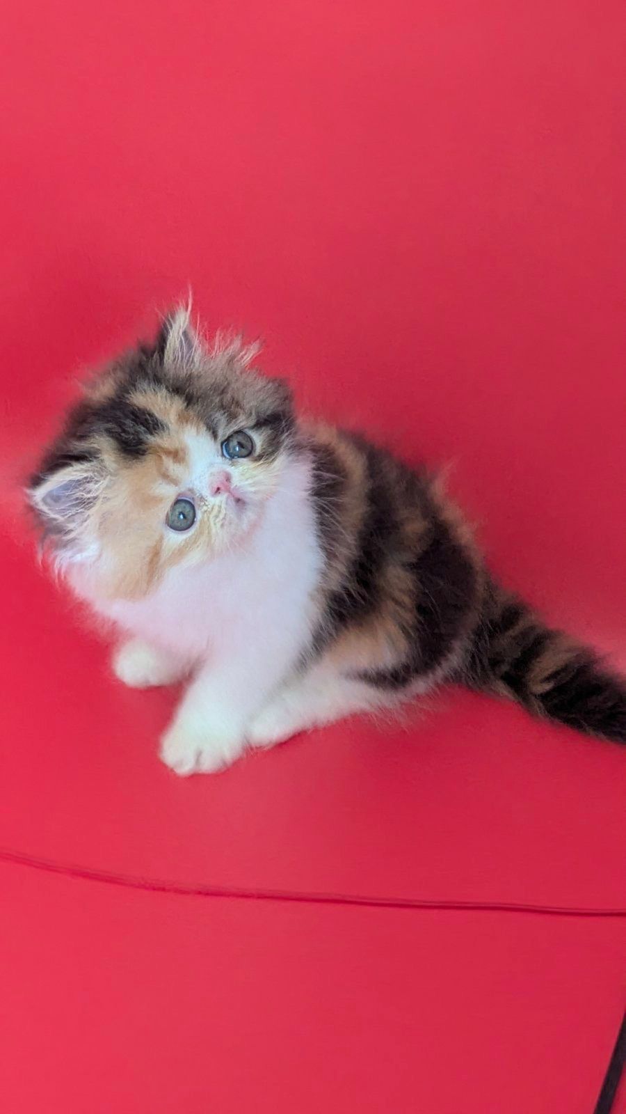 WhatsApp Image 2026-02-13 at 13.33.27