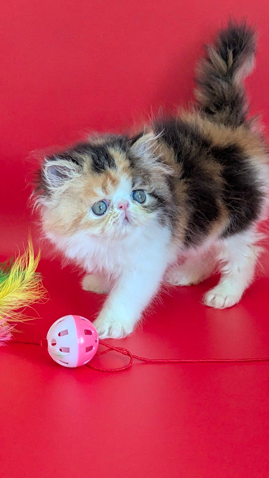 WhatsApp Image 2026-02-13 at 13.33.28 (2)