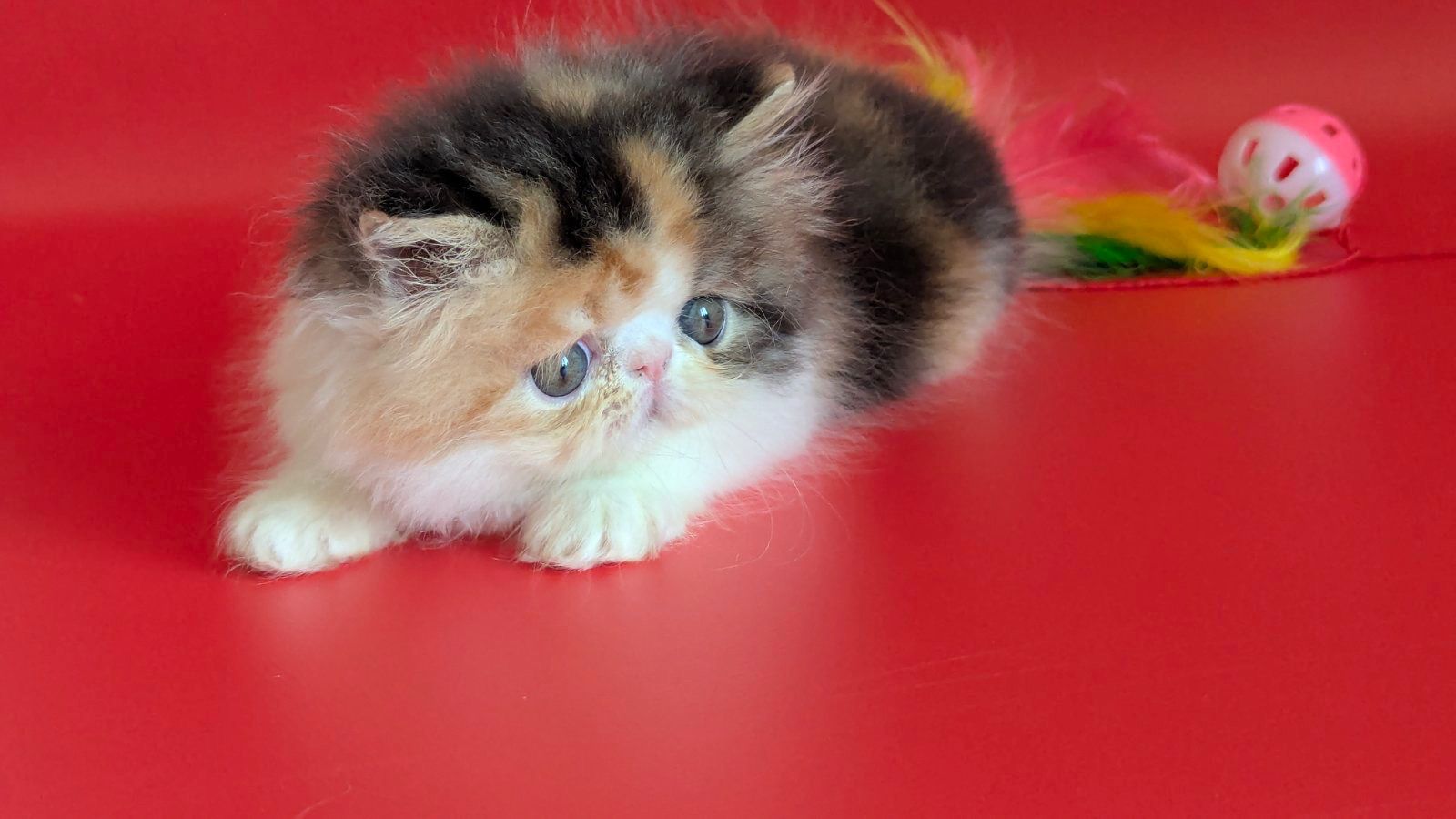 WhatsApp Image 2026-02-13 at 13.33.28 (3)