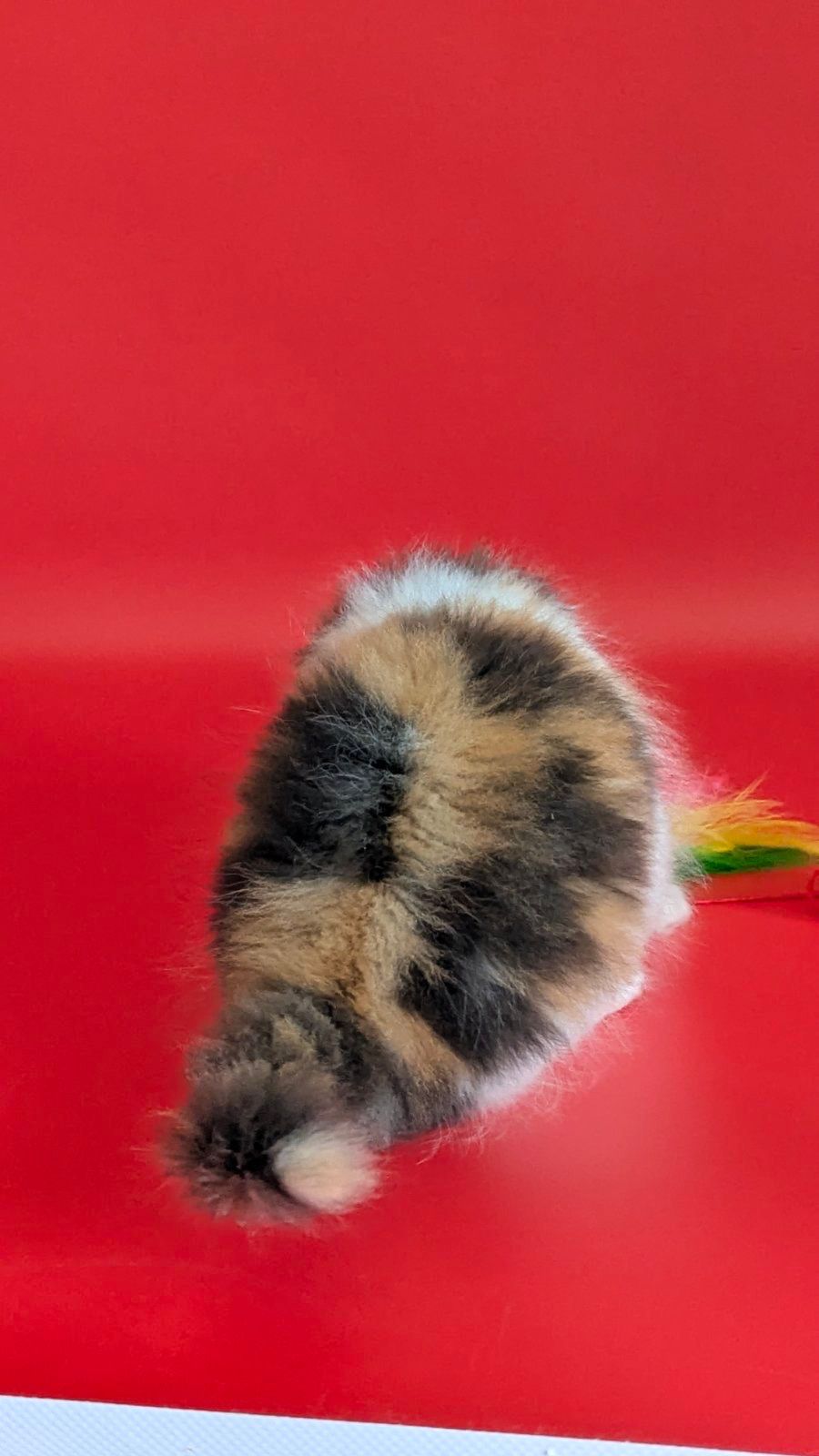 WhatsApp Image 2026-02-13 at 13.33.28 (4)