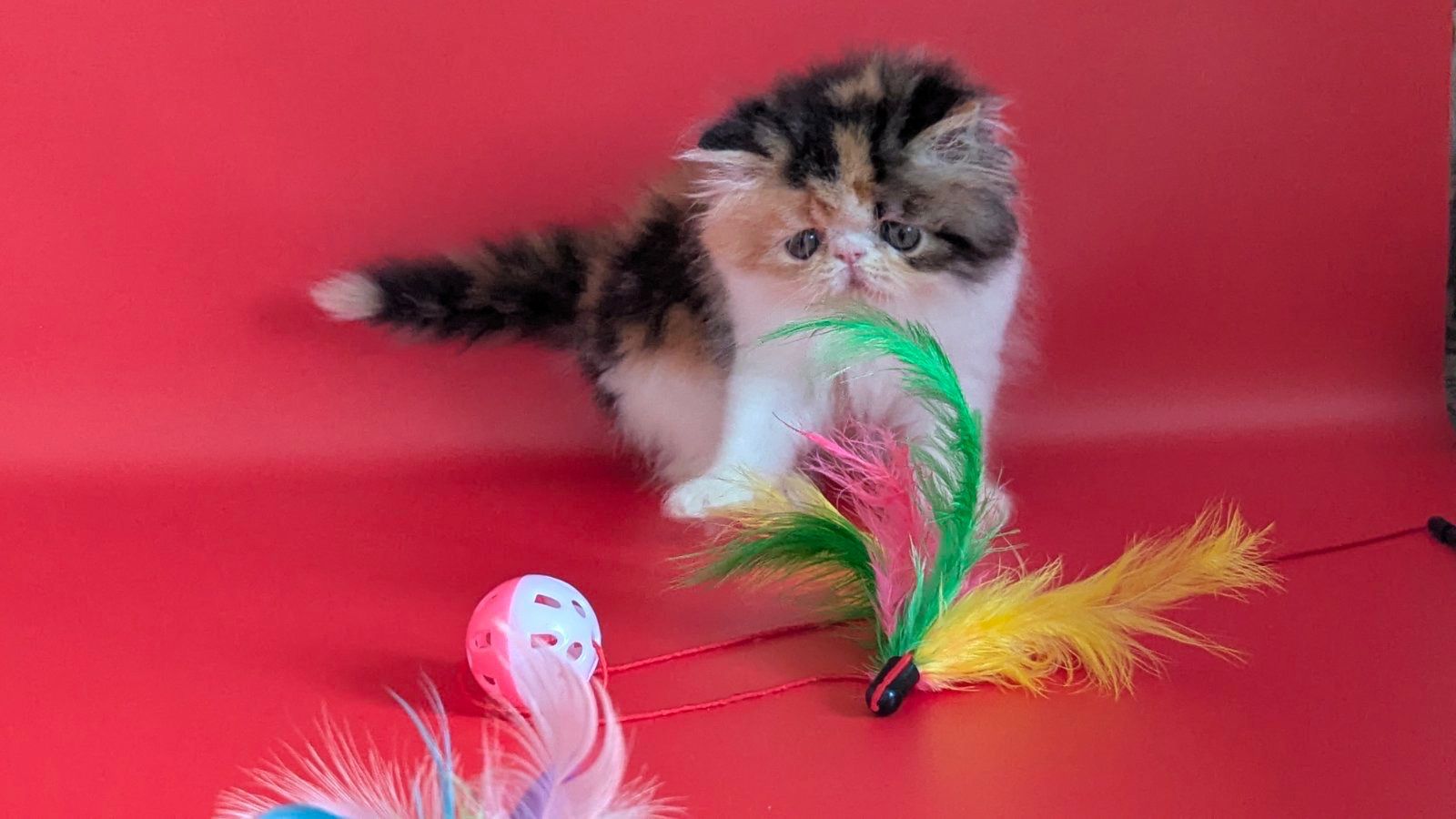 WhatsApp Image 2026-02-13 at 13.33.28 (5)