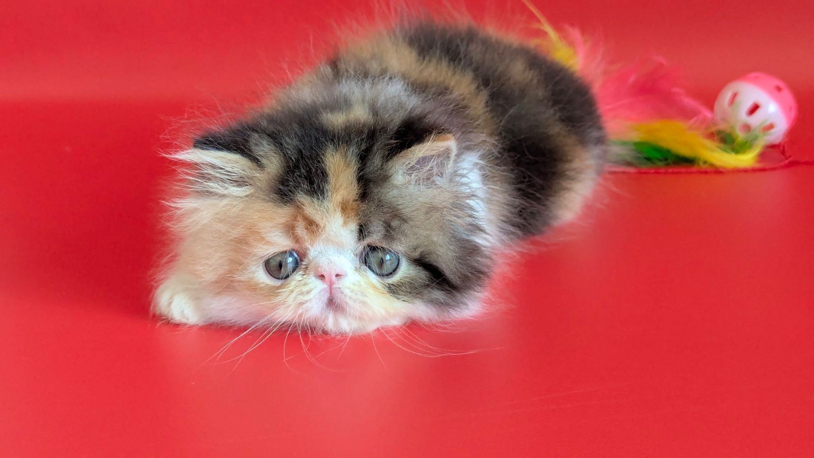 WhatsApp Image 2026-02-13 at 13.33.28