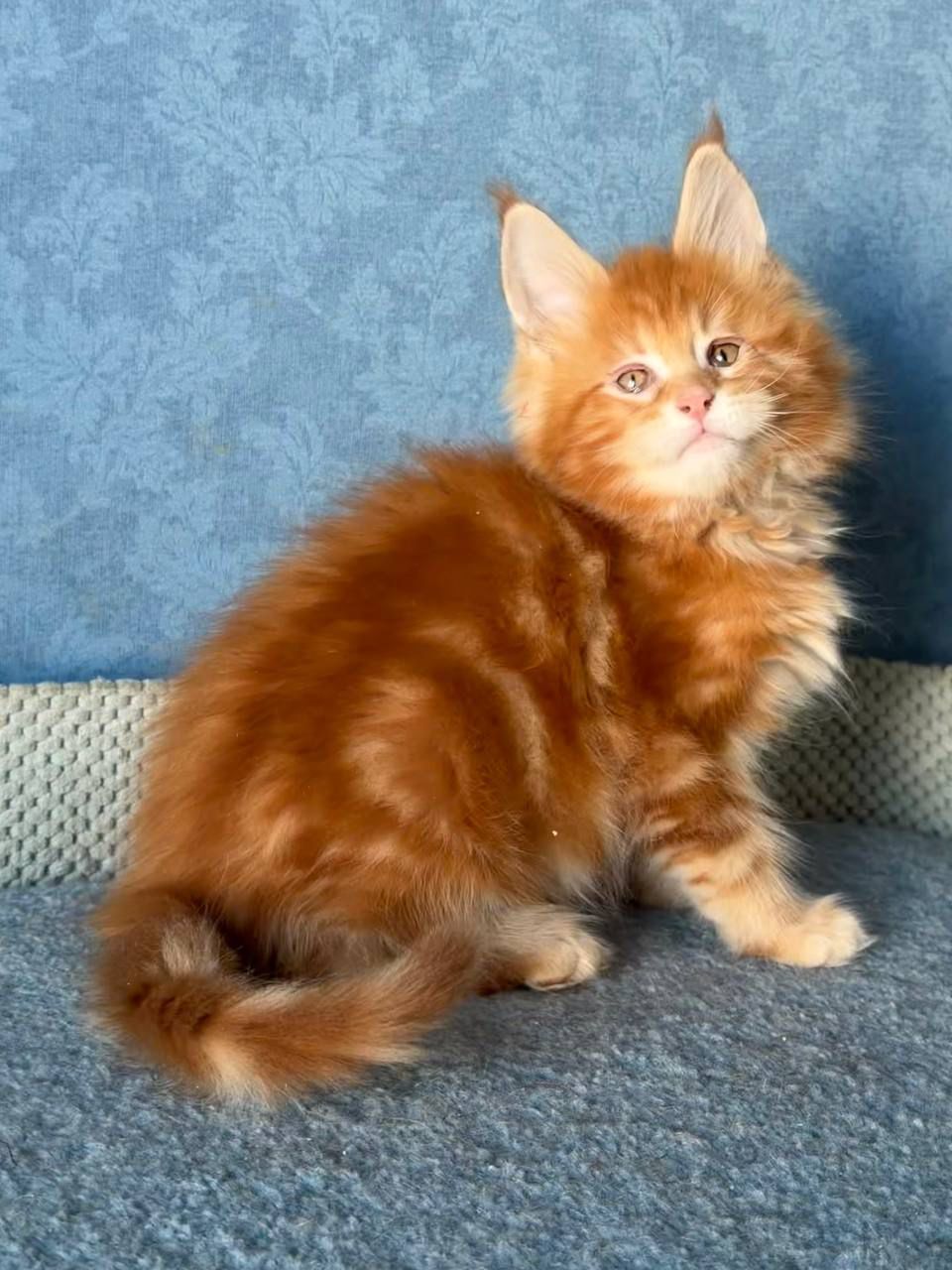 WhatsApp Image 2026-02-13 at 13.38.50 (5)