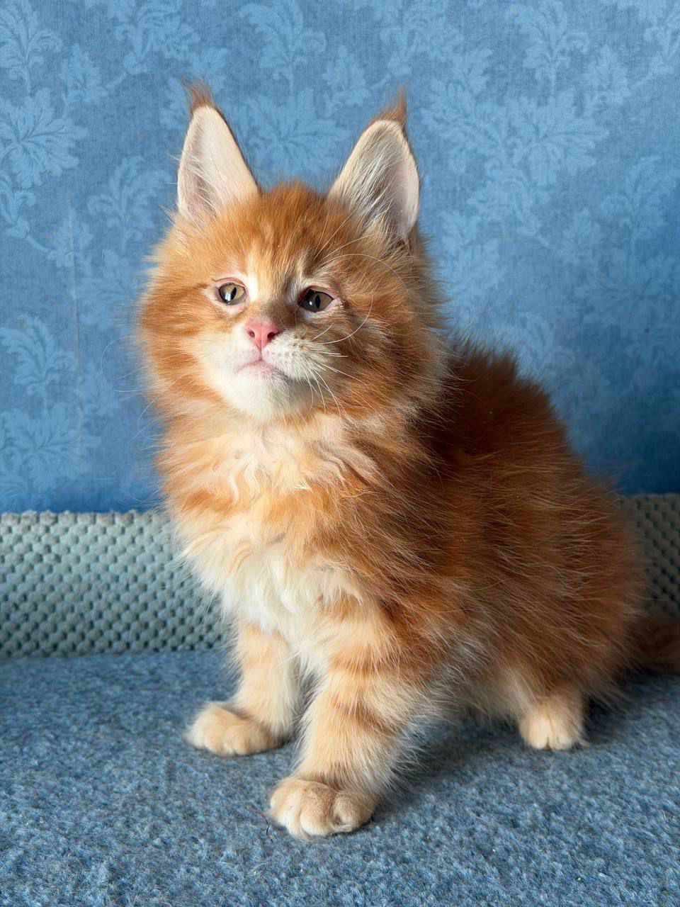 maine coon