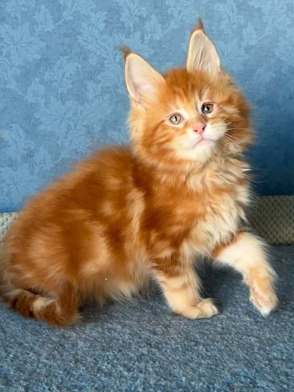 WhatsApp Image 2026-02-13 at 13.38.51