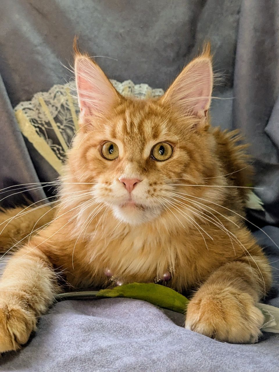 maine coon