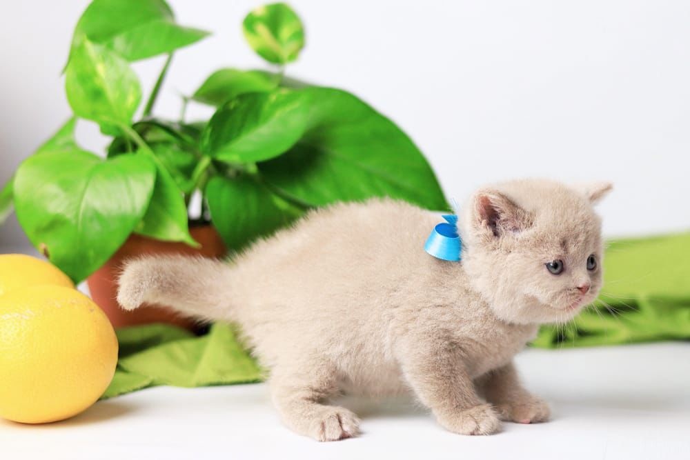 WhatsApp Image 2026-02-13 at 13.40.18 (1)