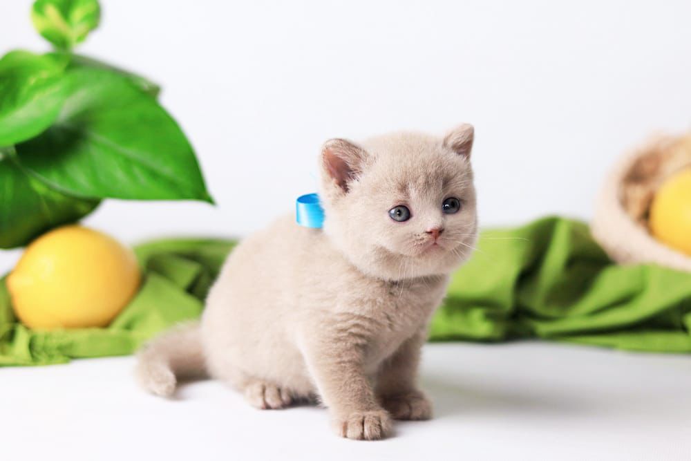 WhatsApp Image 2026-02-13 at 13.40.18 (2)