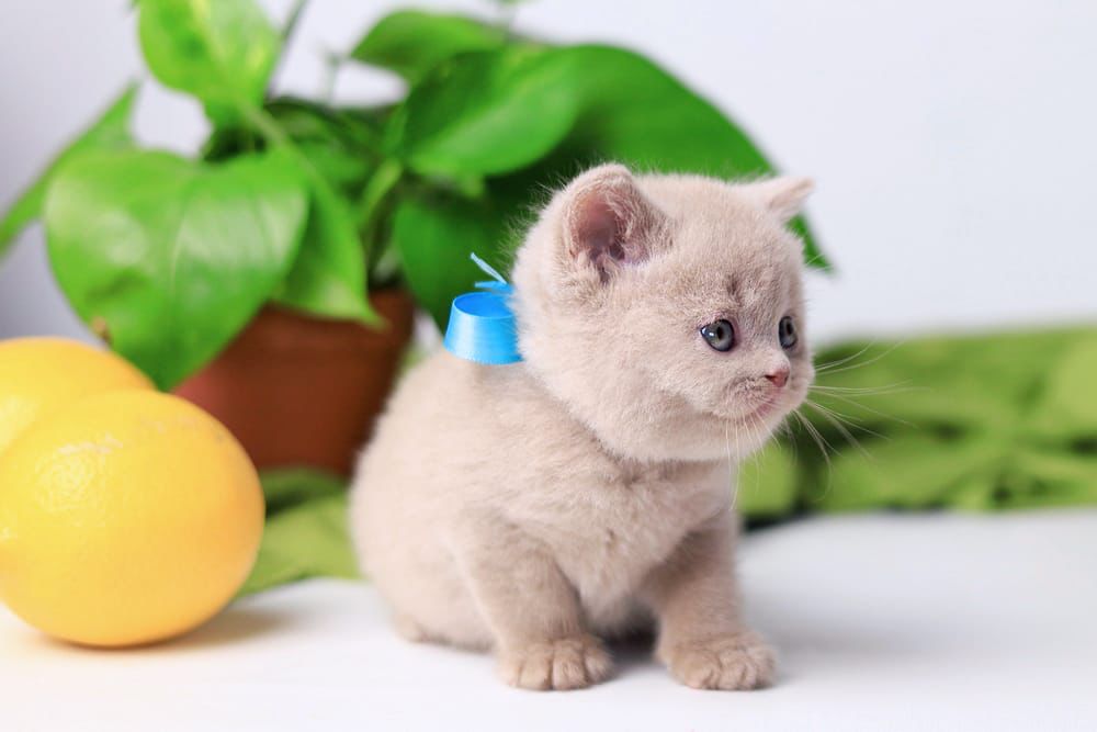 WhatsApp Image 2026-02-13 at 13.40.18 (3)